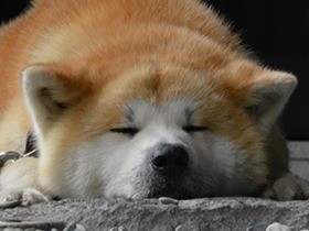 秋田犬の「武家丸」に行列　ラッピングバスやバルーンも！