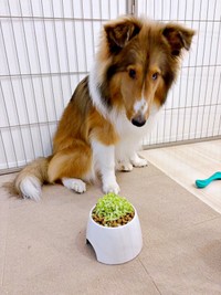 好き嫌いがないベルカくん。キャベツもよく食べます（画像提供：ジト目のベルっち シェルティさん）