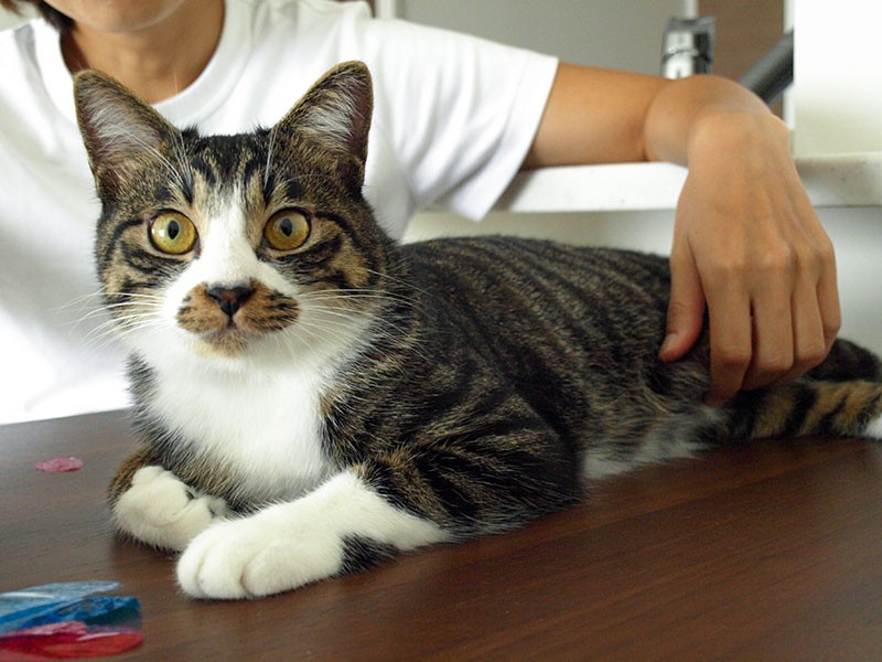 オンライン譲渡会でひとめぼれした、泥棒ヒゲの猫「レイ」  犬・猫と 