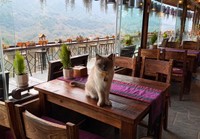 ベトナムの猫ちゃんはよくテーブルに登る（提供：ゆゆさん）