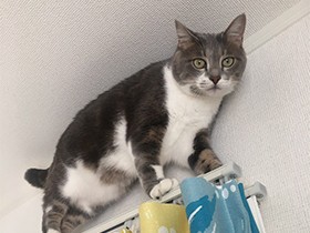 帰宅すると胸に飛びつく甘えん坊の猫「おでん」、鬼ごっこが日課