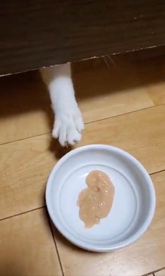 ベッドの下から猫のお手てが！（動画からキャプチャー／提供：ジルさん）