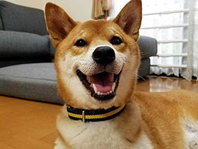 お散歩から帰ってにっこり　柴犬の「しんべぇ」