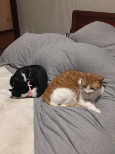 先住猫の徳さんとまったりお昼寝
