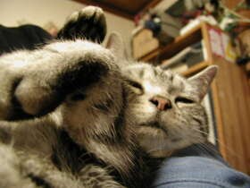 他猫の空似？　面影や行動、どこか昔の子に似てることってありませんか？