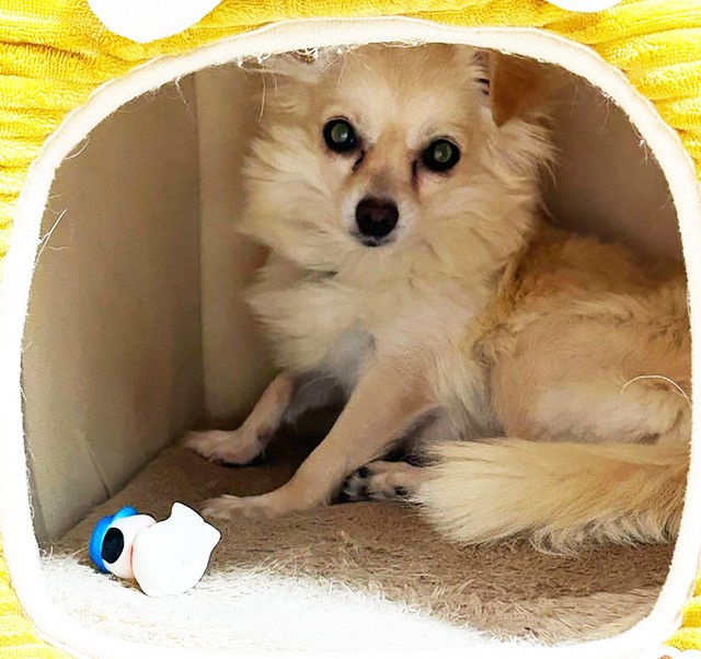 過去の経験からか、人間がとにかく怖い様子ですぐに影へと隠れてしまう柚子