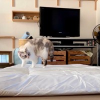 飼い主さんが戻って来るとーーやんのかポーズになったルールーちゃん（画像提供：kaoruさん）