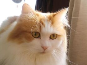 背筋ピーン尻尾はゆさゆさ　外を眺めるの姿勢が独特なサイベリアンの「うい」