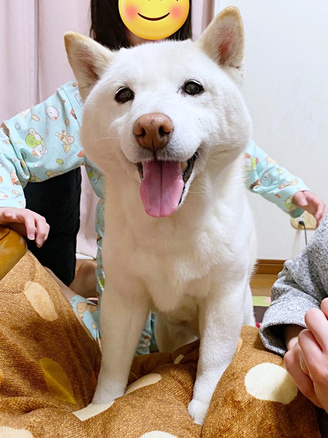 にっこり笑みを浮かべるまつちゃん。おうちでリラックスしています（画像提供：白柴まつさん）