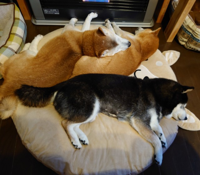 茶々丸一家さん（@chachamaru0803）提供