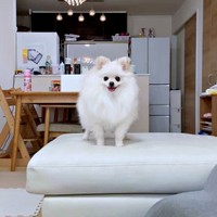 ソファの上でにこにこ笑みを浮かべるおーちゃん（画像提供：ポメラニアンのにんじゃ家さん）