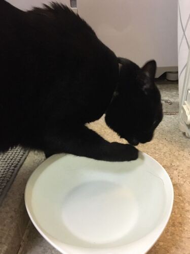 「お手々に付いた水が落ちないようになめます」（龍の飼い主さん提供）