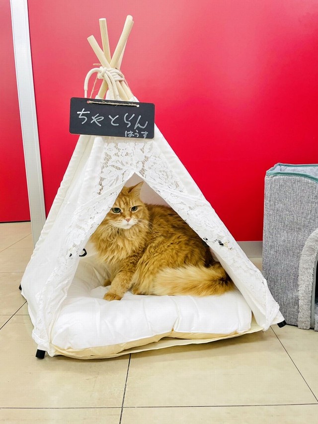 社長からプレゼントされた別荘で寛ぐチャトラン副社長