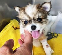 こつぶちゃんは体重わずか600gにして大手術に挑みました