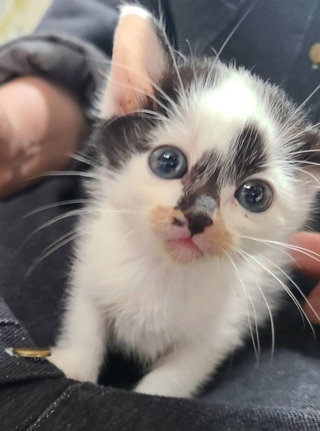 お迎えしたころのシャネルちゃん（画像提供：らいらいももさん）