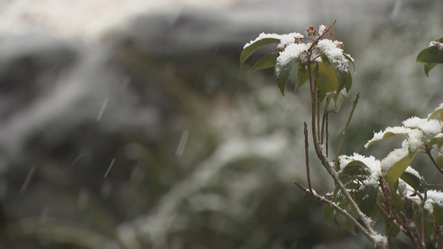 高松市の雪　8日午後２時ごろ