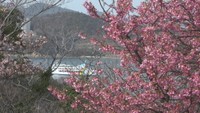 舘山寺桜　城山公園　香川・小豆島町