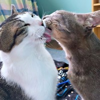 毛づくろいをしあう（左から）花丸くん、満天くん（画像提供：*ig*さん）