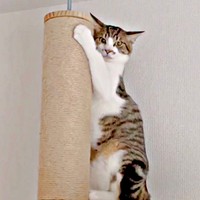 病院に行くことを察してキャットタワーのポールにしがみつくそぼろくん（画像提供：おかかとそぼろの成長記録さん）