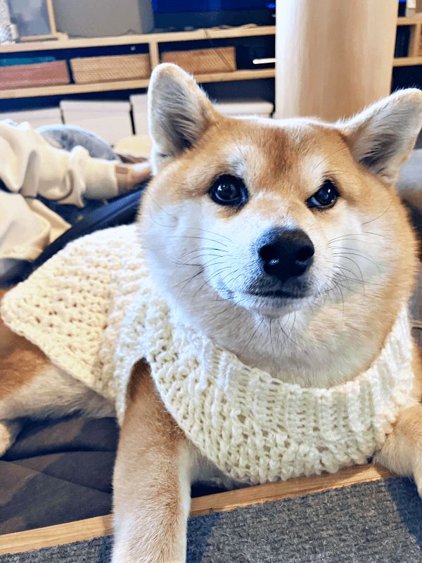 ママの手編みの服を着てきょとん顔になったココちゃん（画像提供：柴犬のココとヨッシーのDIYさん）