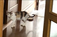 NNNから派遣されました？（「琥珀」さん提供、Xよりキャプチャ撮影）