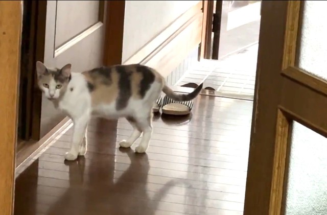 NNNから派遣されました？（「琥珀」さん提供、Xよりキャプチャ撮影）
