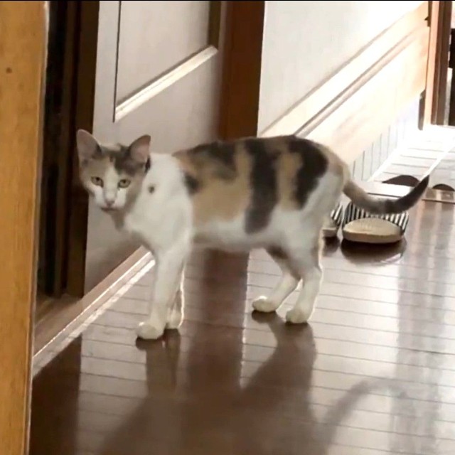 NNNから派遣されました？（「琥珀」さん提供、Xよりキャプチャ撮影）