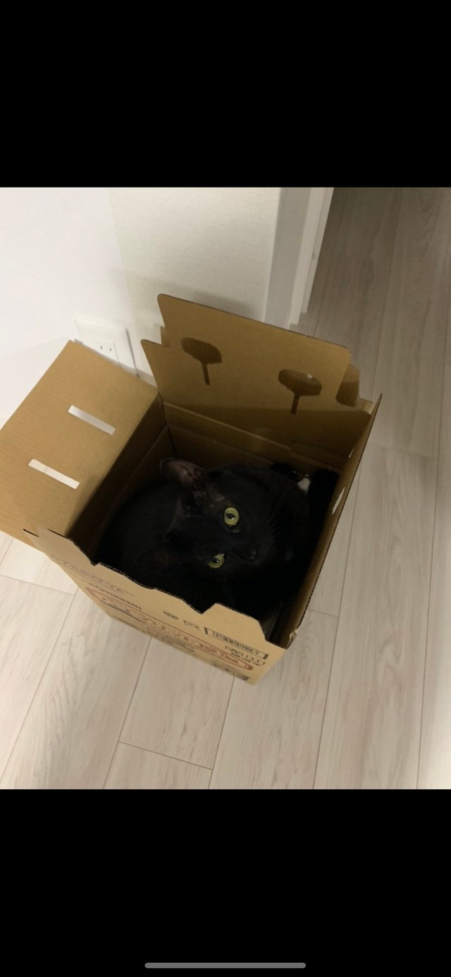 段ボールの中で闇に溶け込んでいるやまとくん（YuzzZ (3m)さんのTwitterより）