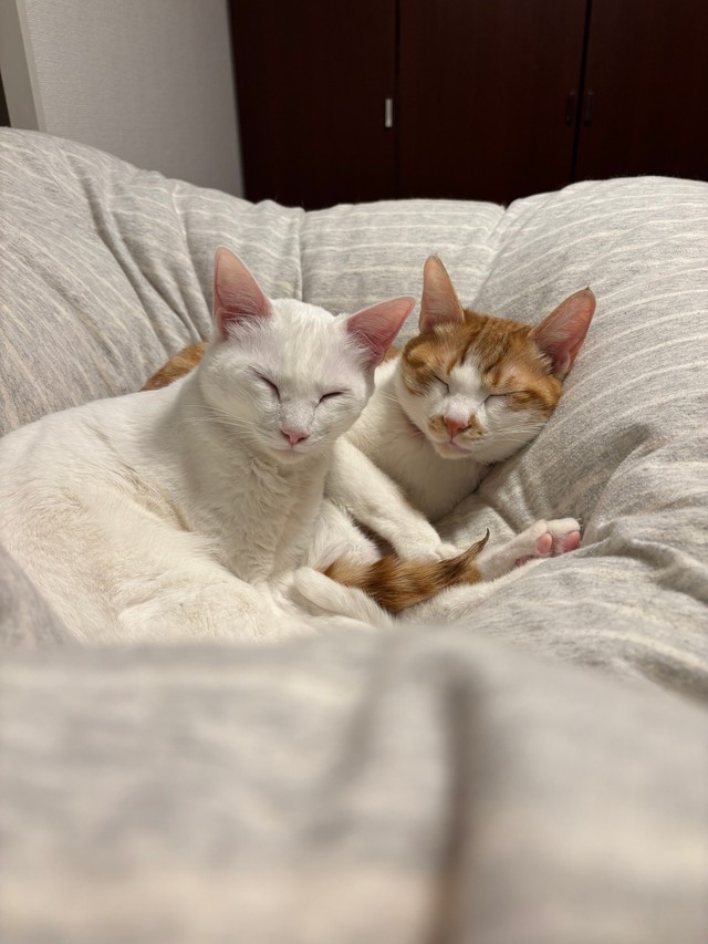 キムチ母さんは、6匹の保護猫と暮らす