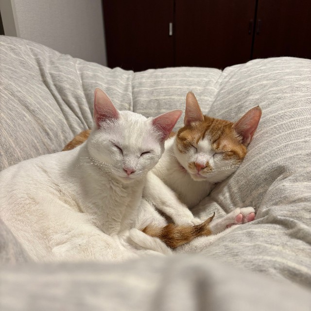 キムチ母さんは、6匹の保護猫と暮らす