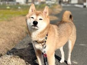 トラウマになったお散歩道に今日はがんばって挑戦したよ　柴犬「琥太郎」