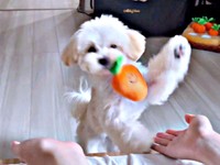 飼い主さんにおもちゃを渡すぽてとくん（画像提供：マルプーのぽてとさん）