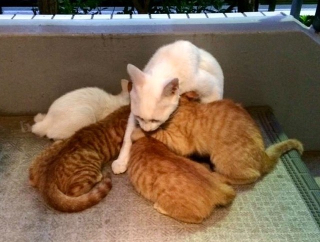 出会った当時、子猫たちは推定2カ月ほどだった