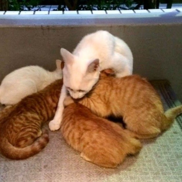 出会った当時、子猫たちは推定2カ月ほどだった
