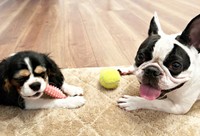 向かい合っておもちゃで遊ぶ（左から）ぱっちくん、がぶくん（画像提供：がぶとぱっちさん）