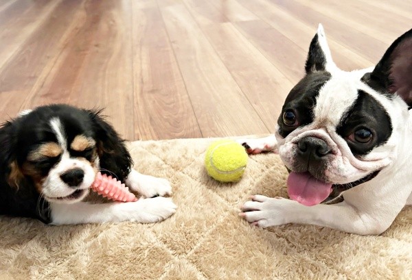 向かい合っておもちゃで遊ぶ（左から）ぱっちくん、がぶくん（画像提供：がぶとぱっちさん）