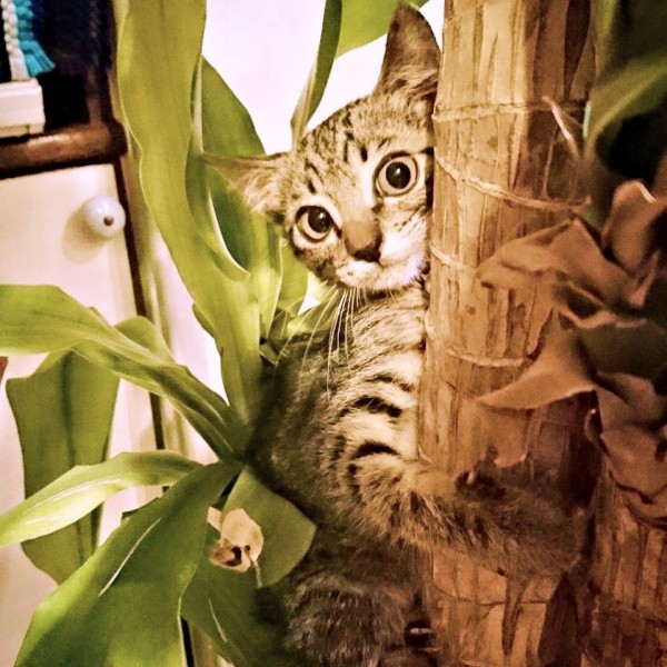 保護翌日、まだ警戒してる様子だった茶さん（画像提供：MERRY and BRIGHTさん）