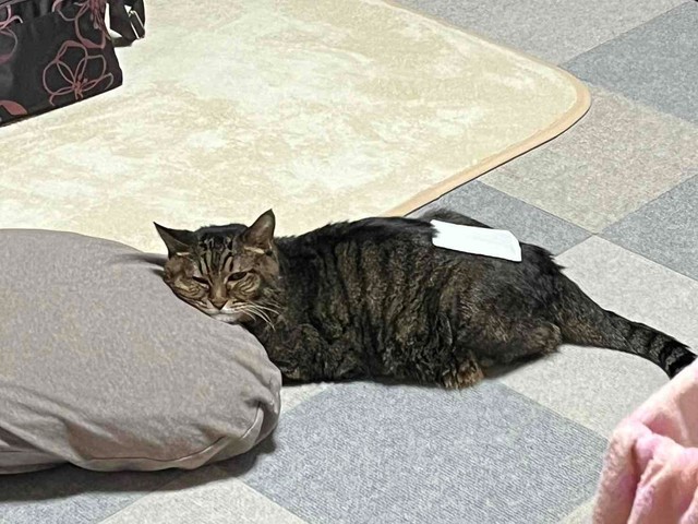 低温やけどしないように注意しつつ、カイロを活用している