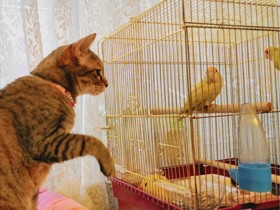 小鳥と初対面のキジトラ「アニー」　触りたいけど届かない　