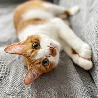 4歳。ゴロンと寝そべるビスケットくん（画像提供：ソックスとビスケットさん）