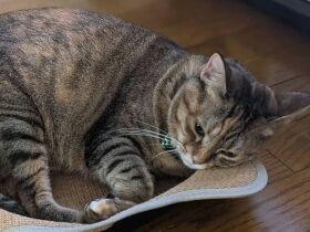 父との初対面のとき、聴いたことない声で威嚇した姿に爆笑　キジトラ猫「ソラ」