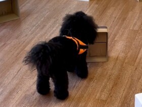 愛犬に罪悪感抱く飼い主と病院嫌いの犬　ふたりの人生変えた「ノーズワーク」とは