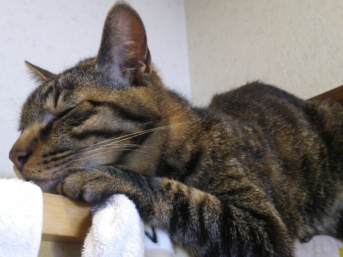 お風呂から出ると、タオルハンガーのてっぺんにくつろぐアルが……。こっちもいい加減、驚かなくなりました。