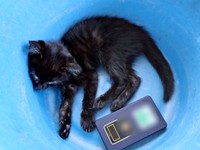 保護後、病院での診察を待つキキさん（画像提供：三田尻さん）