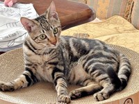 爪研ぎタワーでくつろぐひらりくん（画像提供：とららさん）