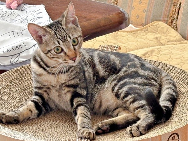 爪研ぎタワーでくつろぐひらりくん（画像提供：とららさん）