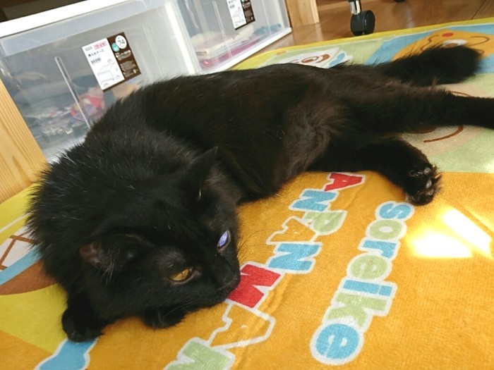 安心しきった姿＝彩乃さん提供