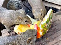 クリハラリスのオスは縄張り意識が薄く、集まってエサを食べたり、来園者の体に複数でよじ登ったりすることも（画像提供：NPO法人町田リス園 公式）