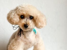 在宅ワーク中の飼い主さんをひざに乗ってずっと見守る　トイプードル「りく」