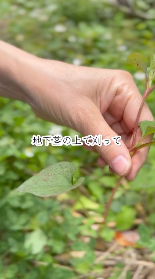 地下茎の上で刈るのがコツ（地下茎ごと抜いてしまうと爆増するので注意！）／たよらこ（@tayorako）さん提供